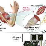 Músculo artificial inteligente integra sensibilidade e movimento