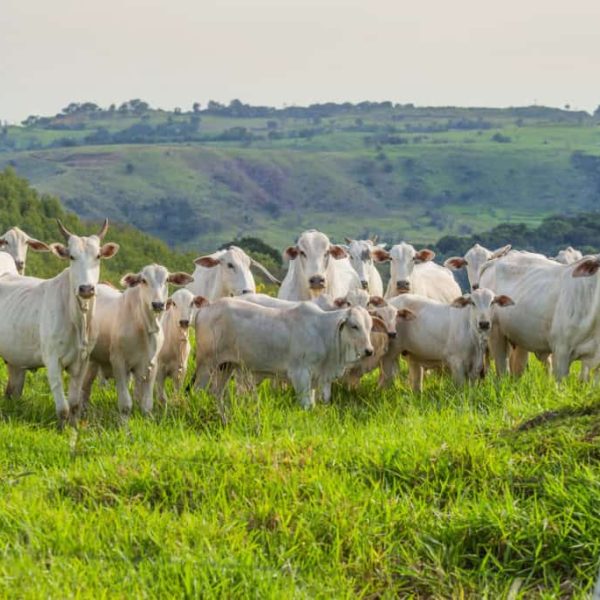 rebanho bovino gado boi vaca 