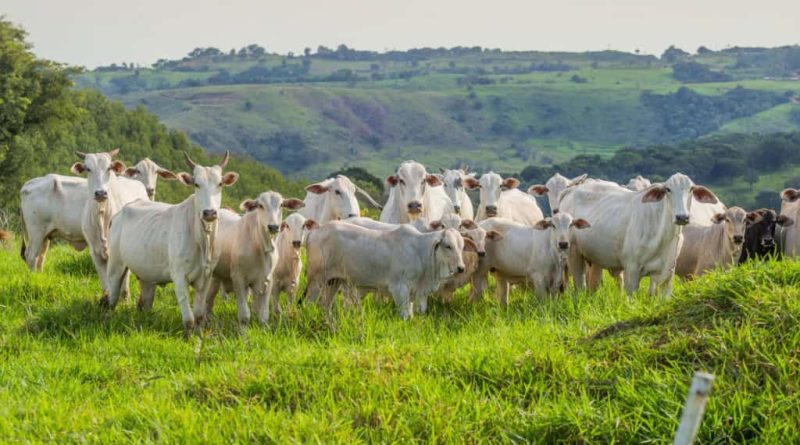rebanho bovino gado boi vaca