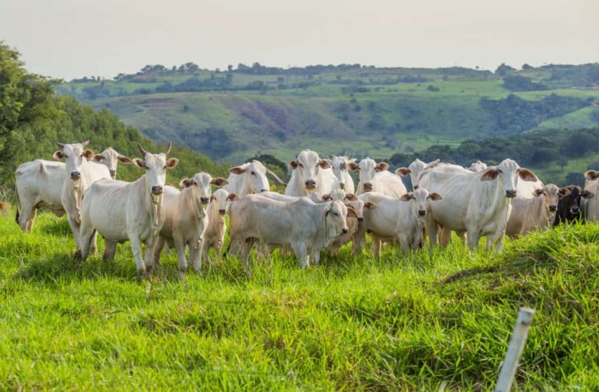 rebanho bovino gado boi vaca 