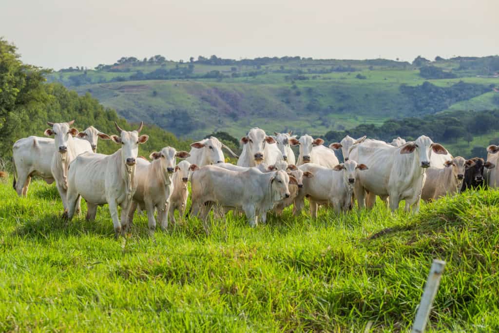 rebanho bovino gado boi vaca